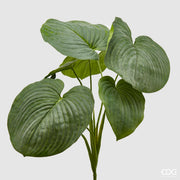 MAZZO DI  HOSTA H.66 VERDE