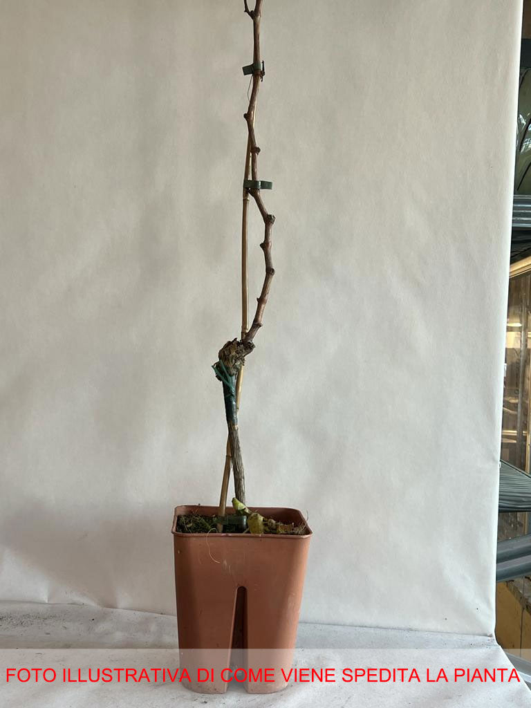 UVA NERO VASO 18CM