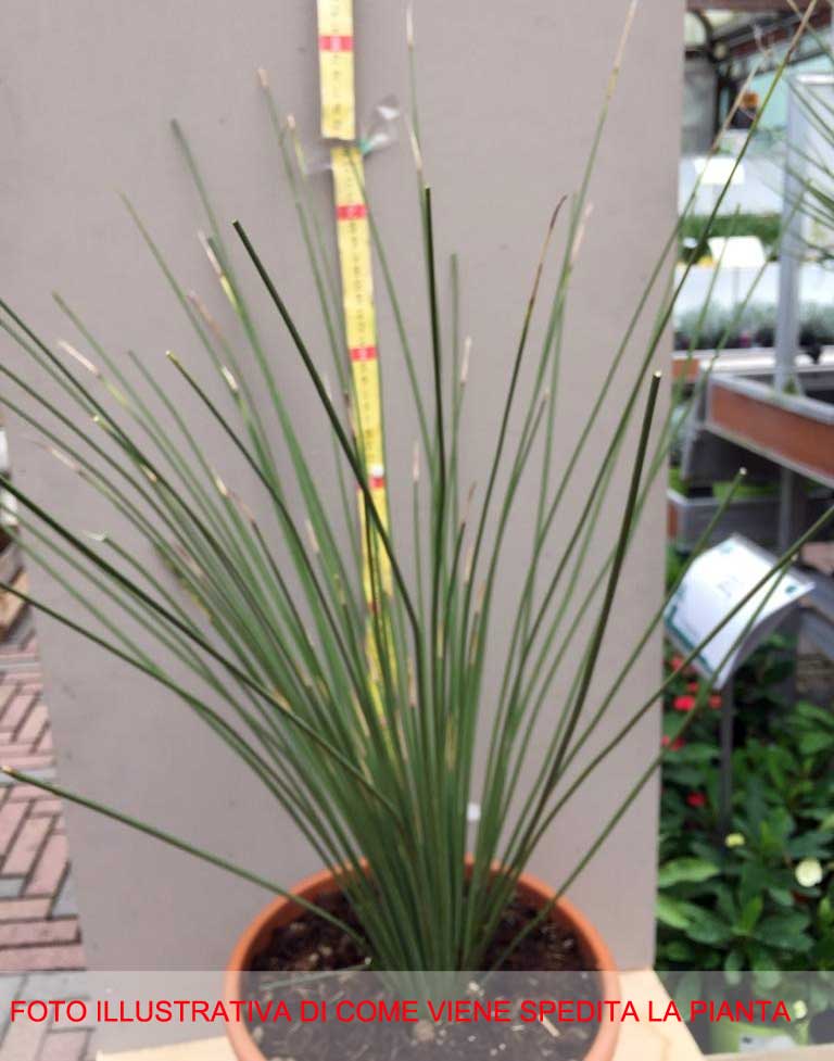 DASYLIRION LONGISSIMUM VASO 24CM