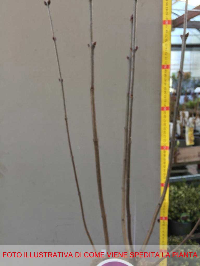 SYRINGA VULGARIS LILLA  ESTHER STALEY IN VASO 21CM