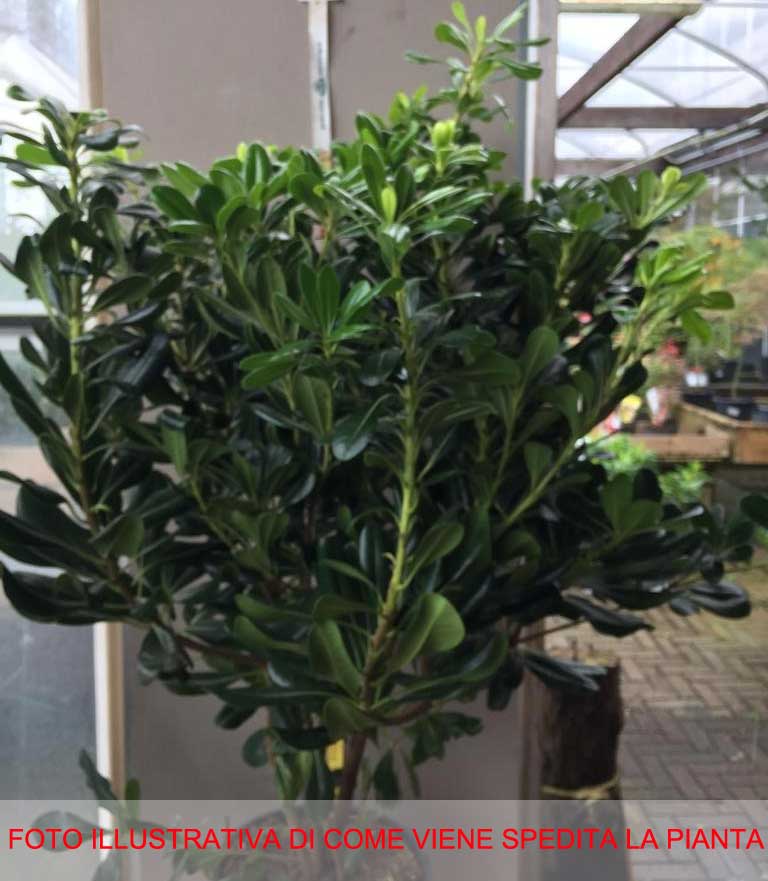 PITTOSPORUM PITTOSPORO TOBIRA VASO 24CM