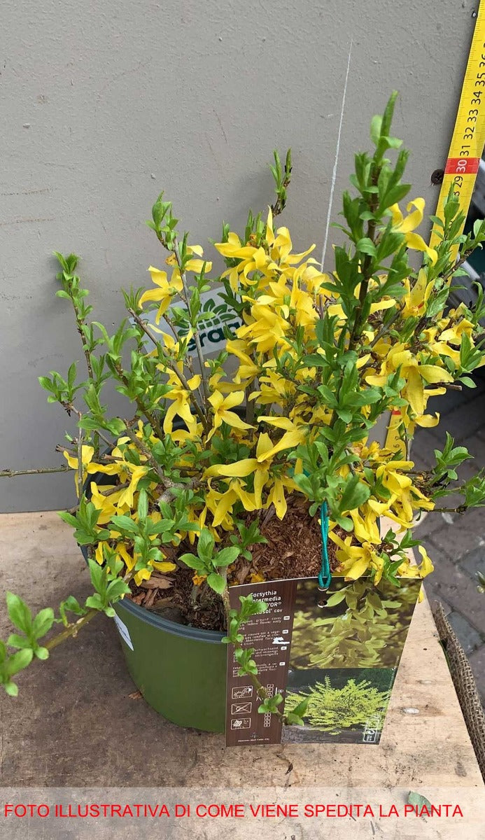 FORSYTHIA FORSIZIA INTERMEDIA MAREE D'OR IN VASO 18CM