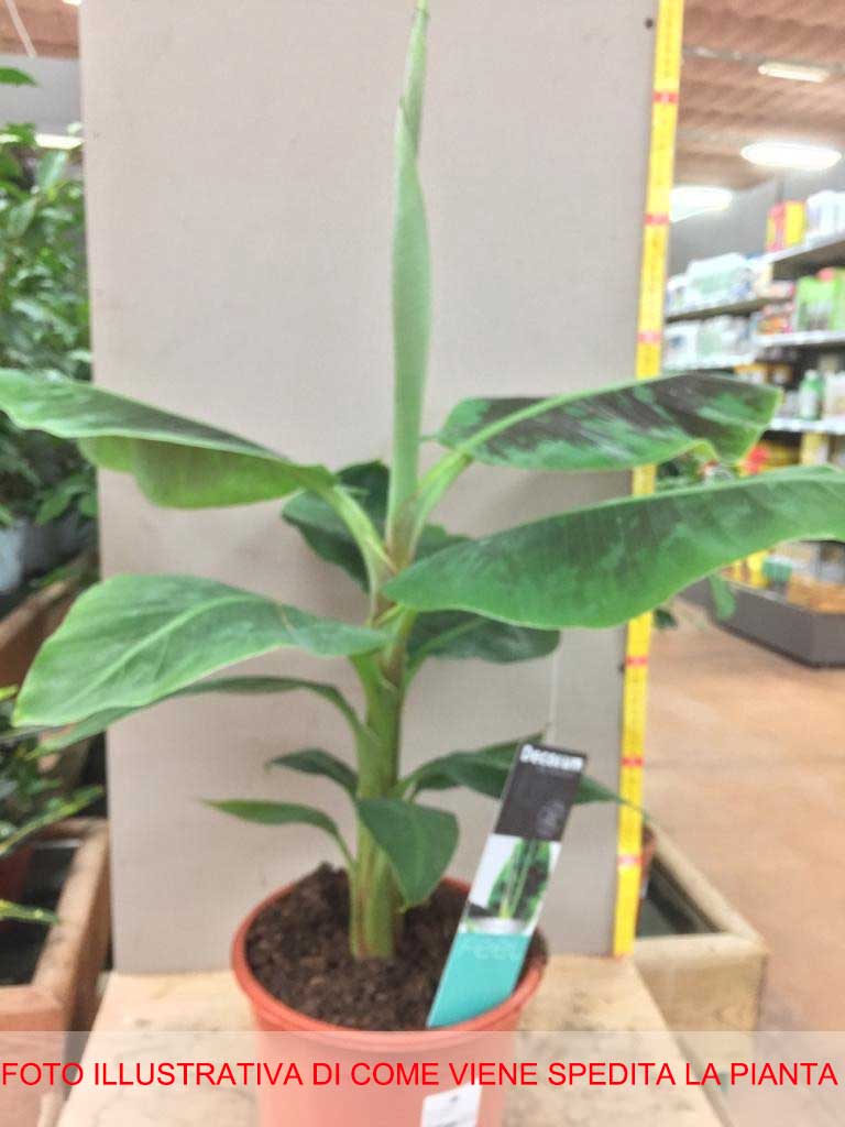 MUSA ACUMINATA DWARF CAVENDISH BANANO VASO 21CM