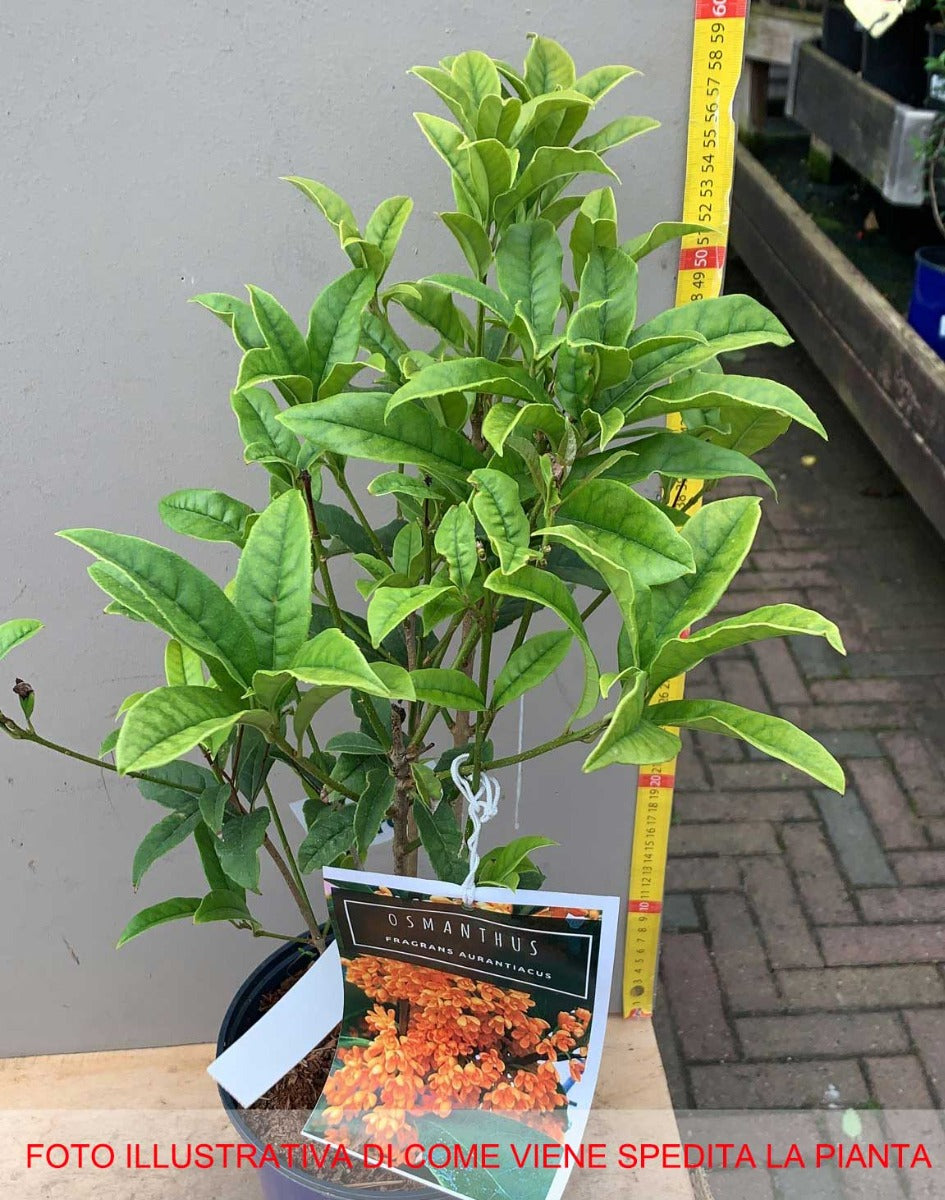 OSMANTHUS FRAGRANS OLEA FRAGRANS ARANCIO VASO 18CM