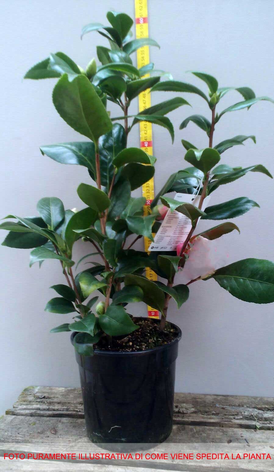 CAMELIA SASANQUA KANJIRO IN VASO 21CM
