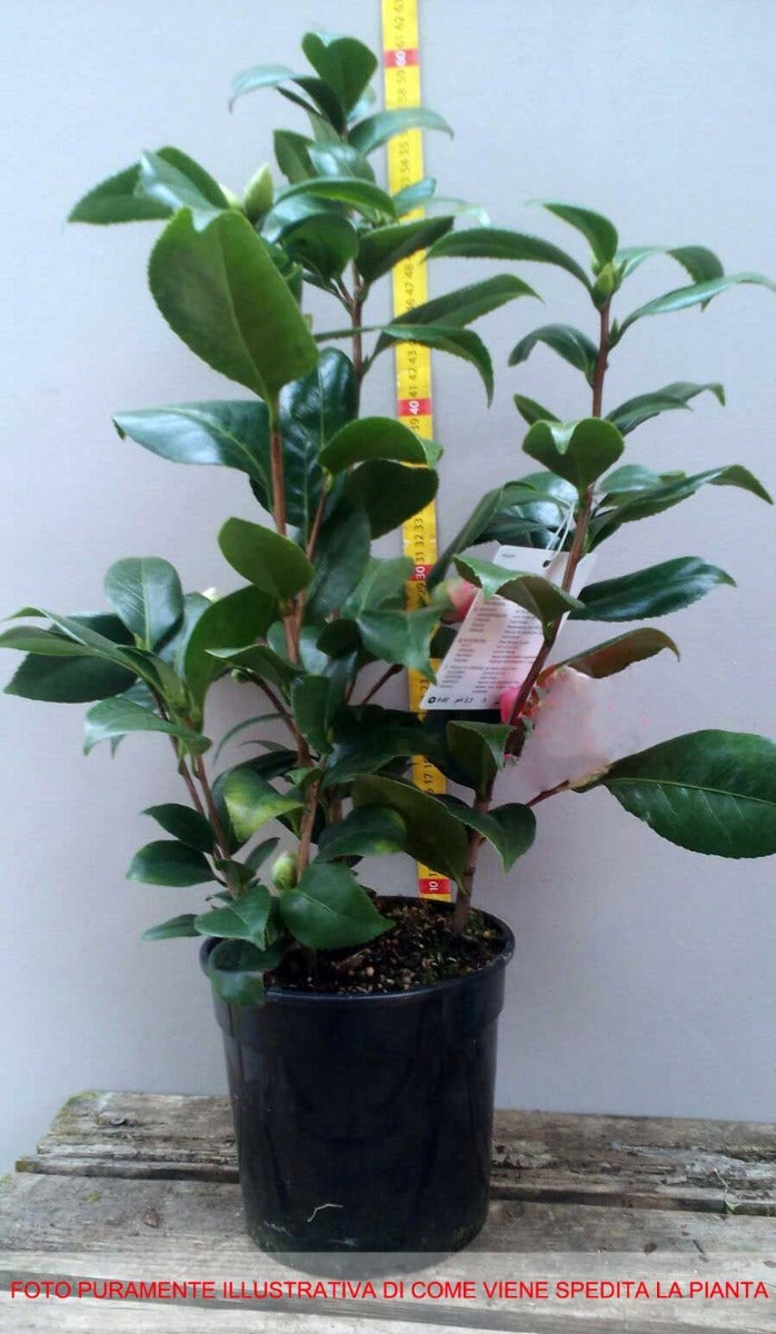 CAMELIA JAPONICA NUCCIO'S BELLA ROSSA VASO 17CM
