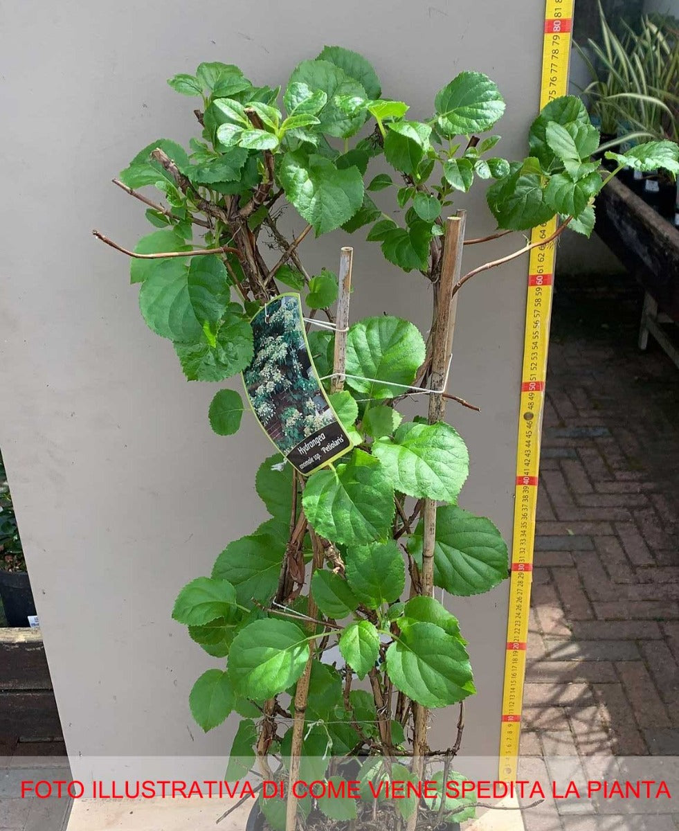 ORTENSIA HYDRANGEA ANOMALA PETIOLARIS VASO 19CM