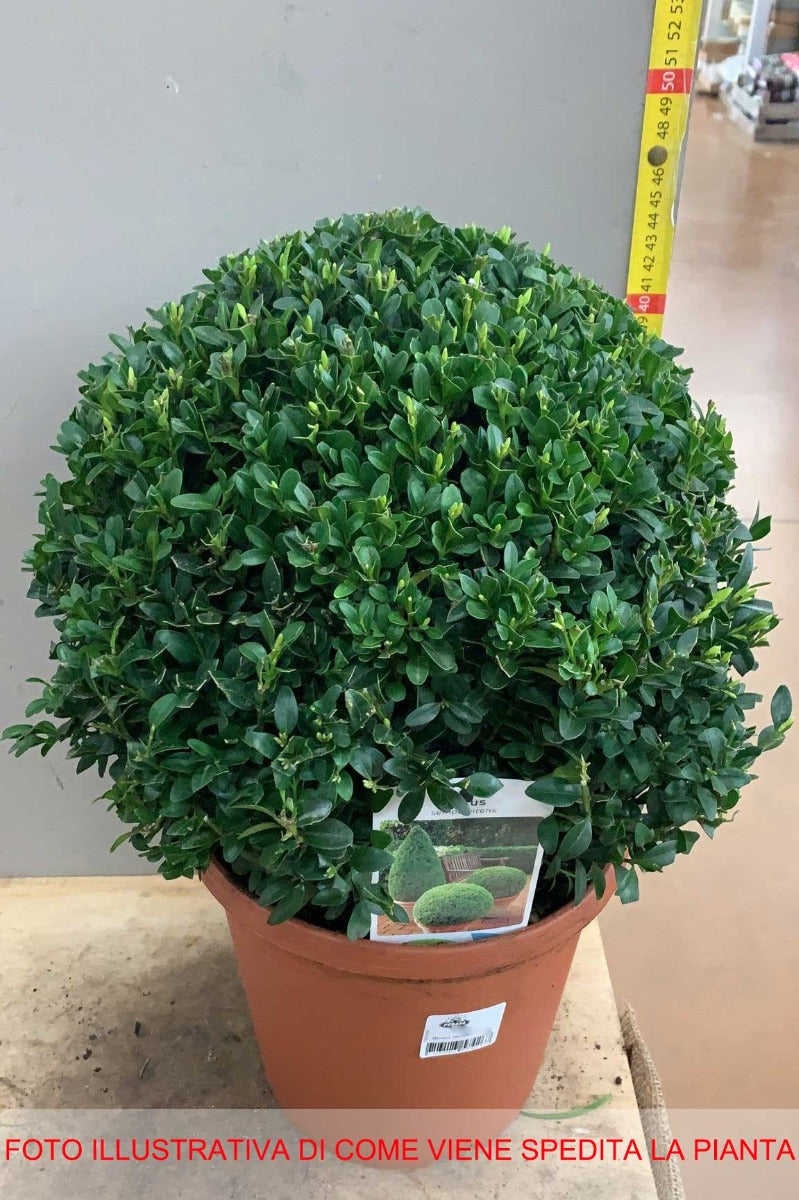 BUXUS SEMPERVIRENS VASO 23CM