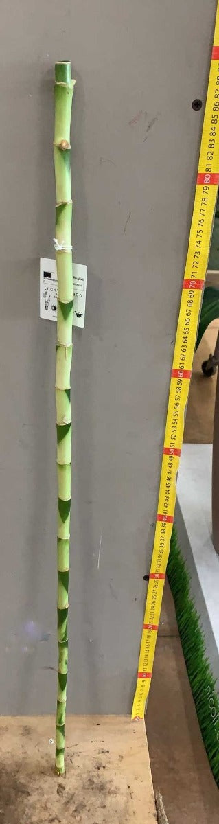 LUCKY BAMBOO 90CM (BAMBÙ DELLA FORTUNA)