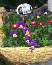 CESTINO REGALO CON VIOLE DEL PENSIERO + BELLIS 25CM