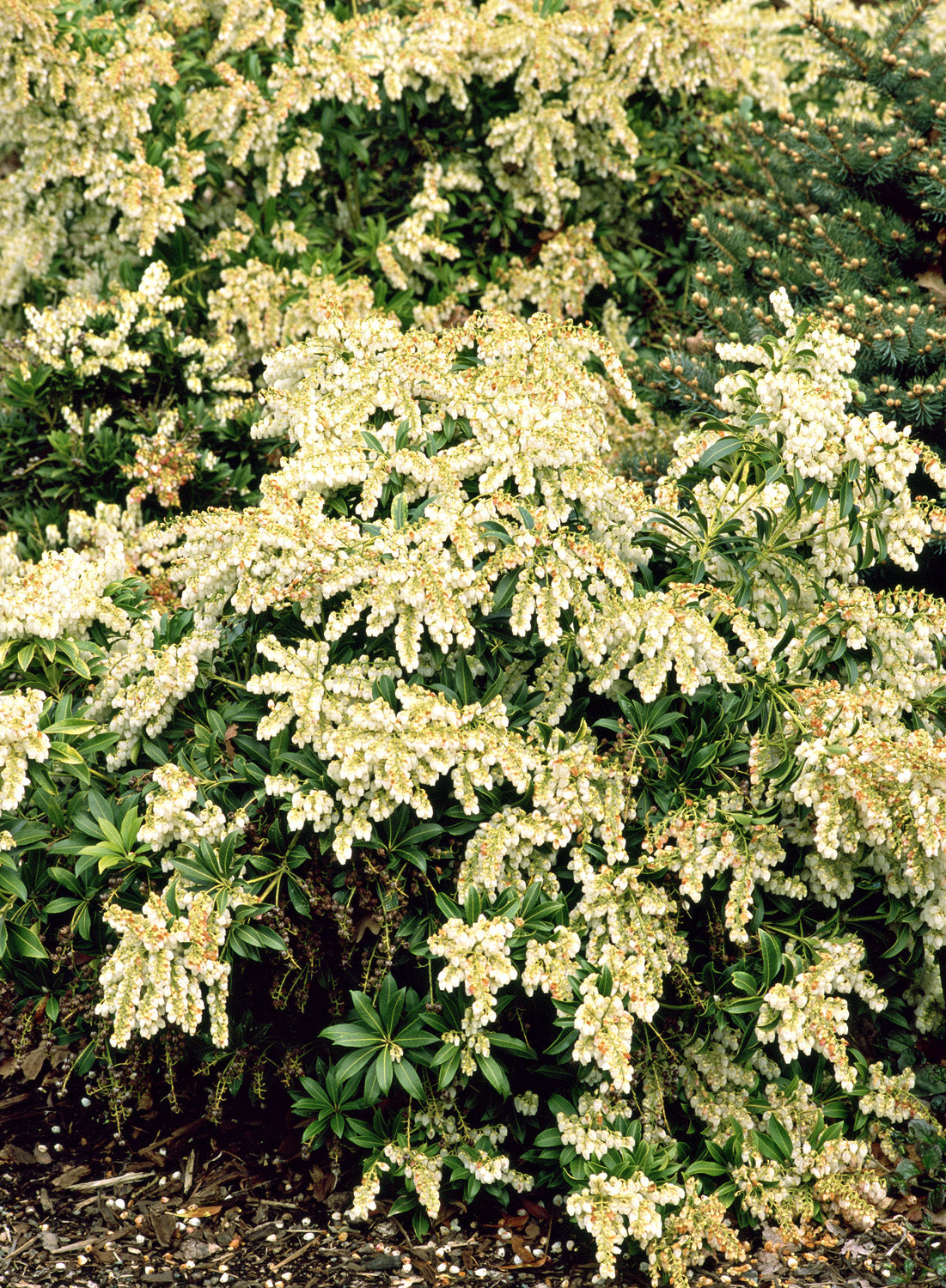 PIERIS JAPONICA PRELUDE VASO 17CM