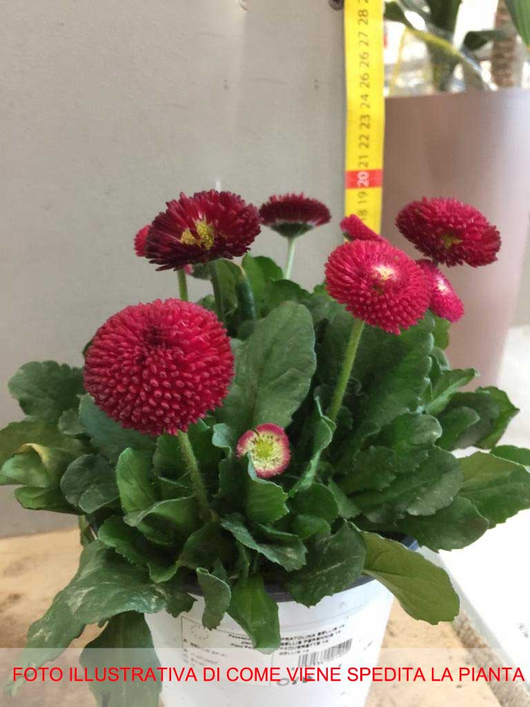 MARGHERITA PRATOLINA BELLIS ROSSA IN VASO 14CM