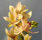 ORCHIDEA CYMBIDIUM GIALLO E ROSA VASO 12CM