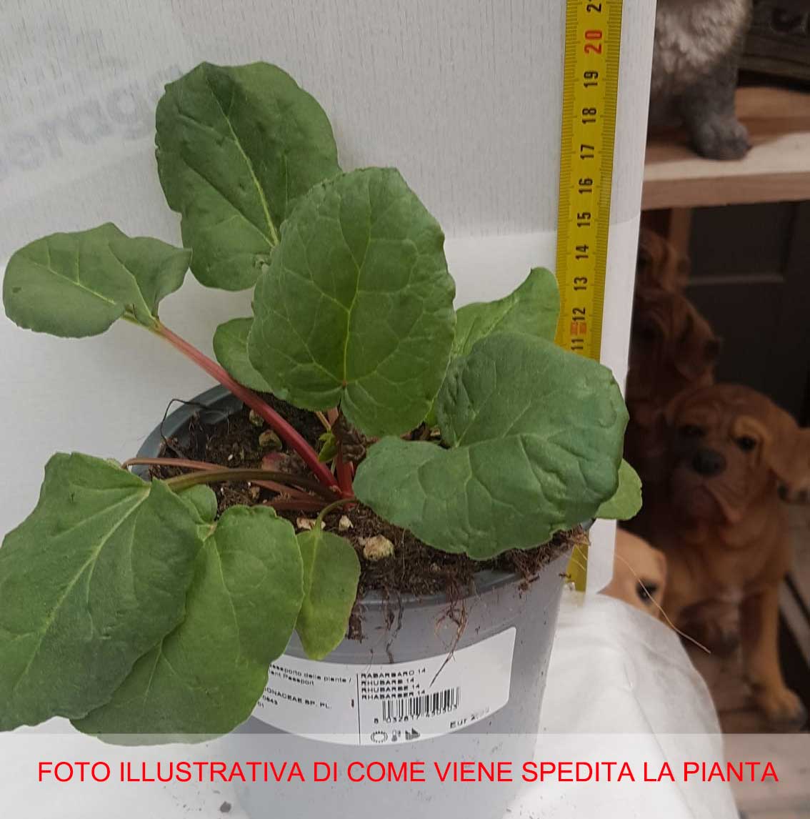 RABARBARO IN VASO 14CM