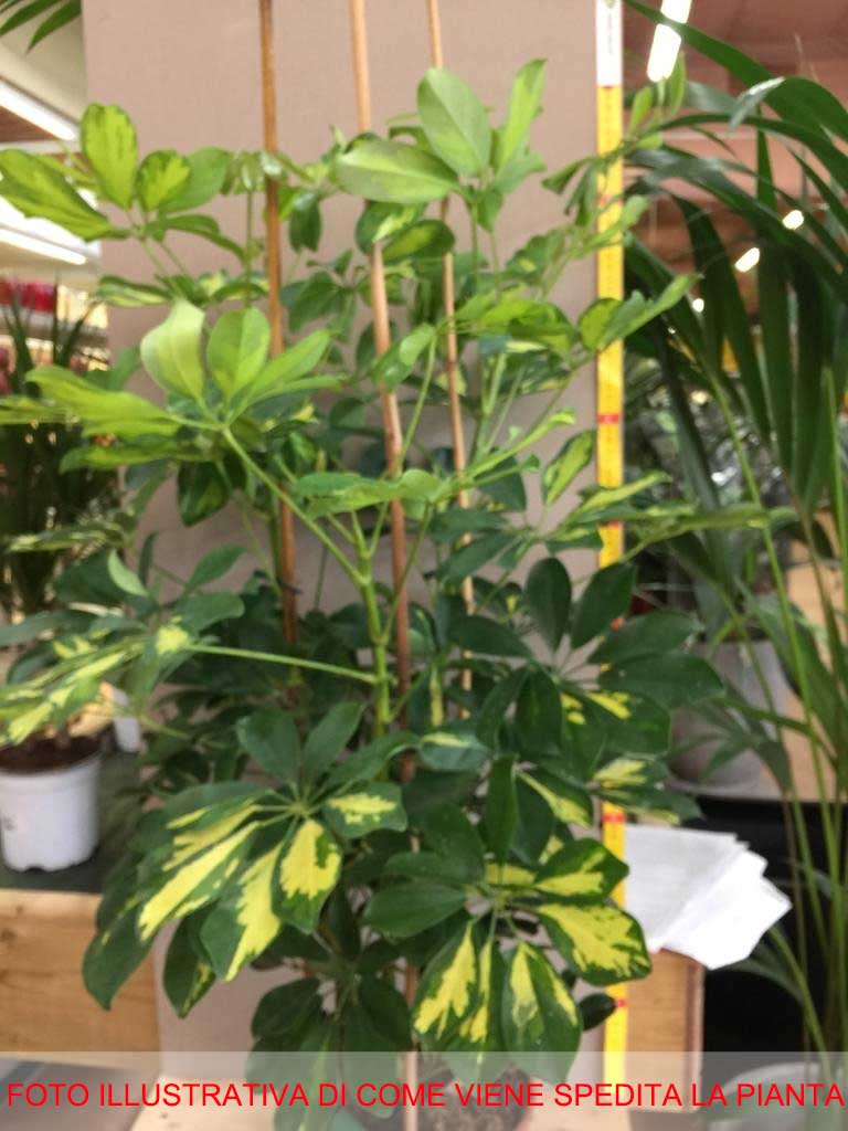 SCHEFFLERA GOLD CAPPELLA IN VASO 21CM