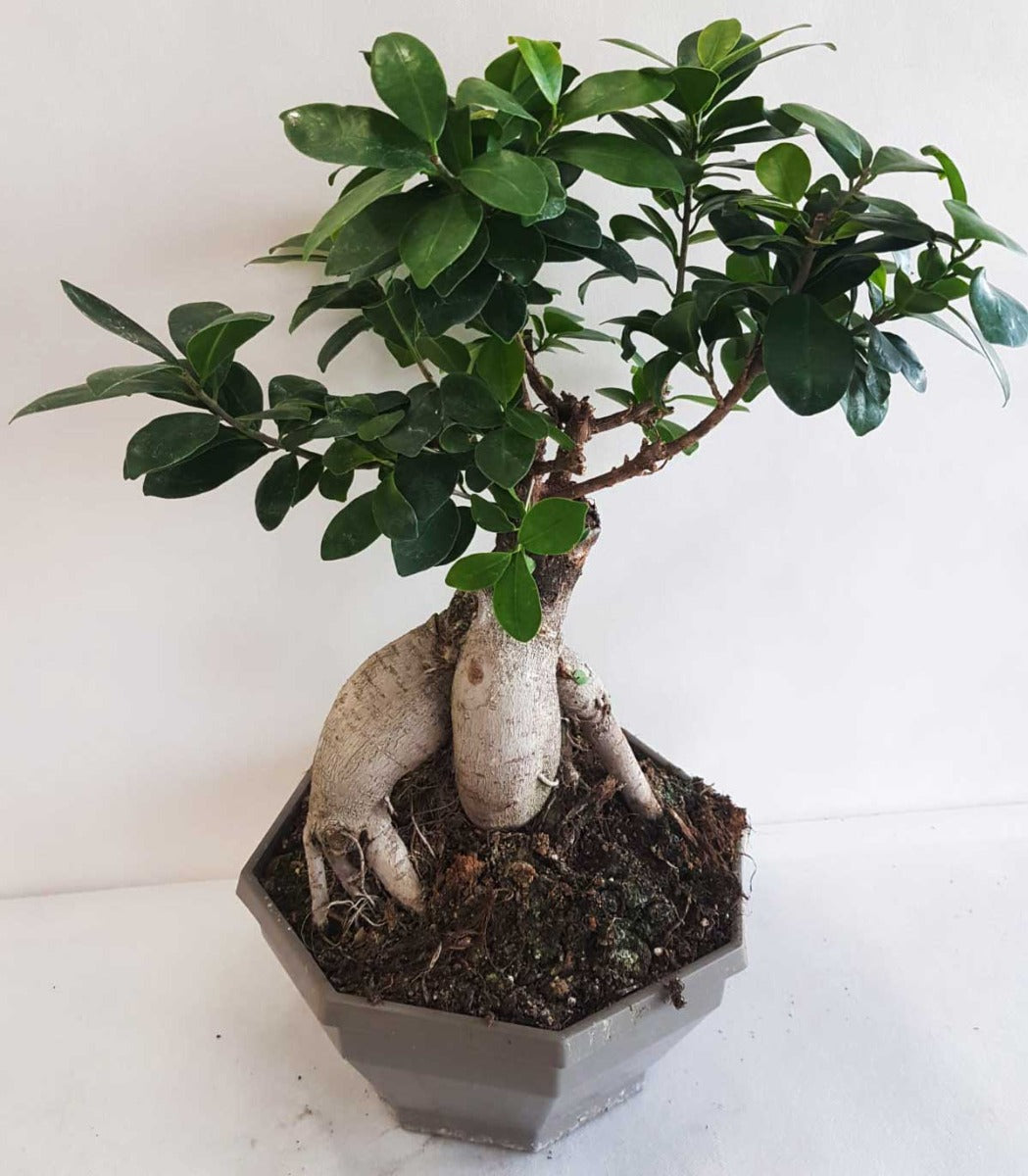 BONSAI FICUS GINSENG VASO 22CM