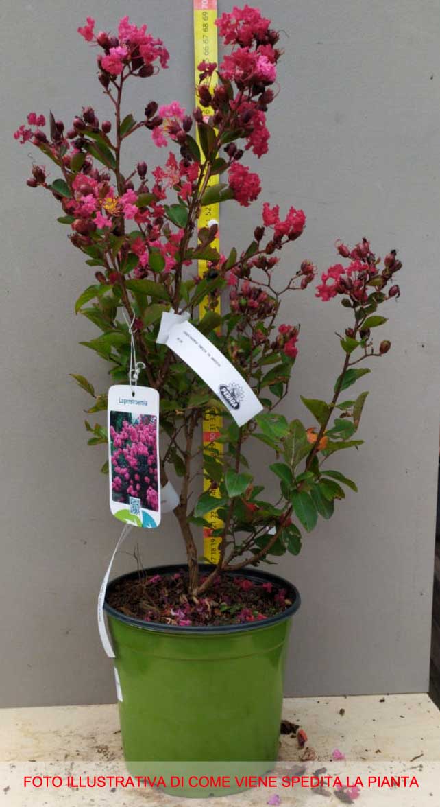 LAGERSTROEMIA INDICA RED IMPERATOR VASO 18CM