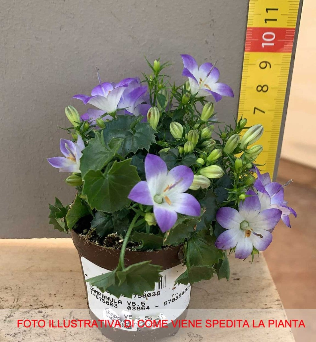 CAMPANULA VASO 5.5CM