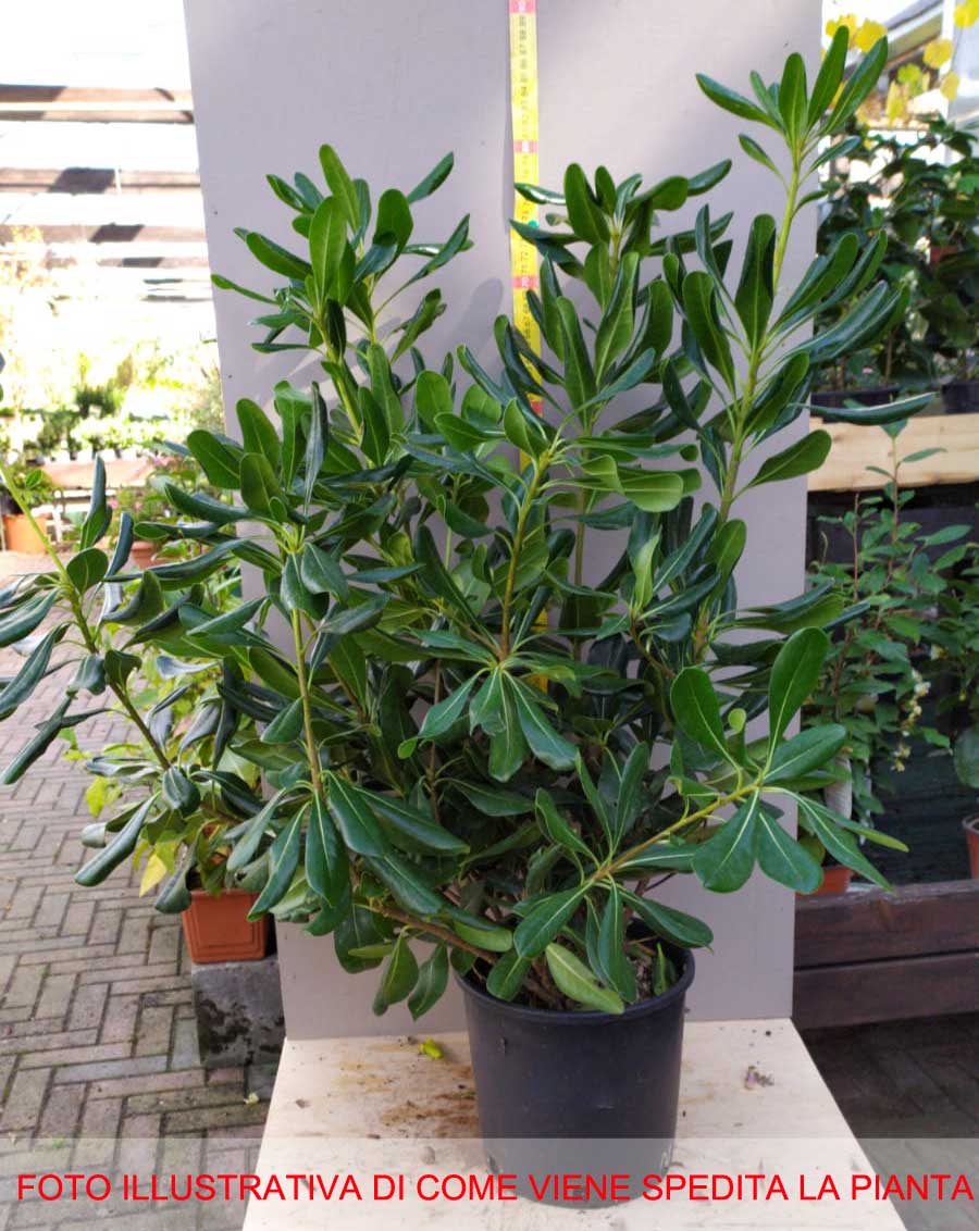 PITTOSPORUM PITTOSPORO TOBIRA VASO 18CM
