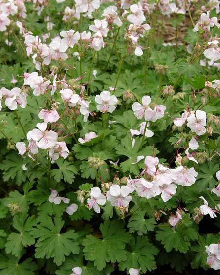 GERANIUM CANTABRIGIENSE ST'OLA VASO 9CM