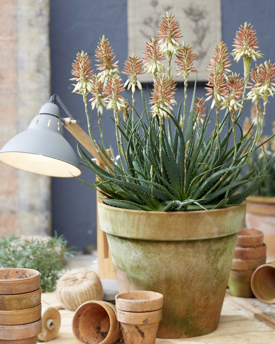 ALOE SAFARI SUNRISE IN VASO 12CM