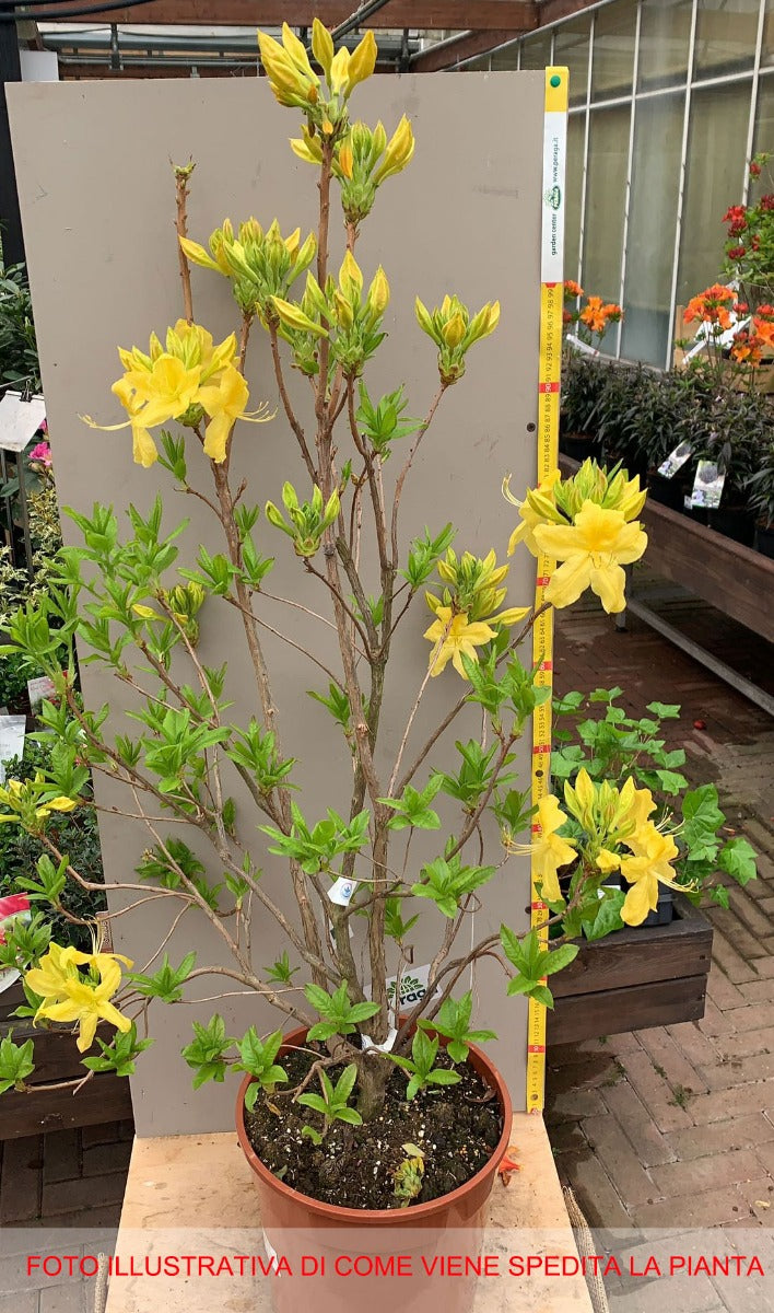 AZALEA MOLLIS ANNEKE VASO 24CM