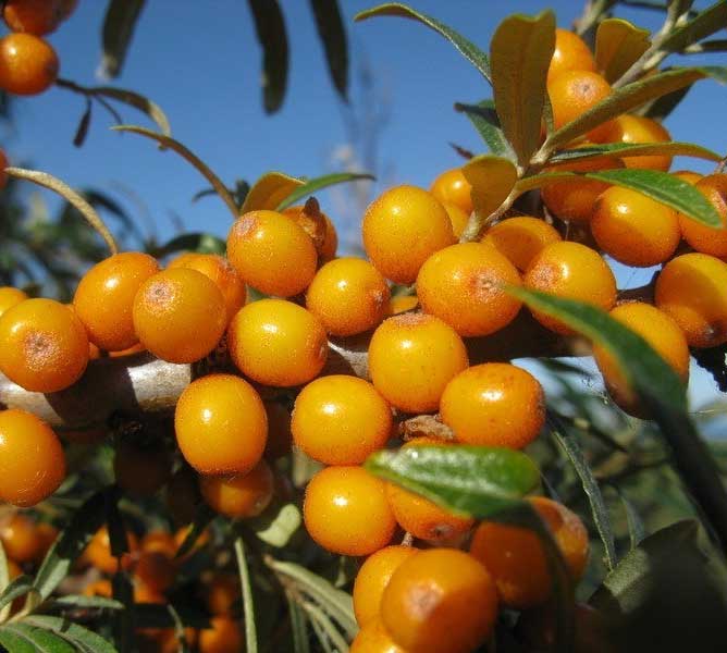 OLIVELLO SPINOSO FRIESDORFER ORANTE AUTOFERTILE (1 PIANTA IN VASO)
