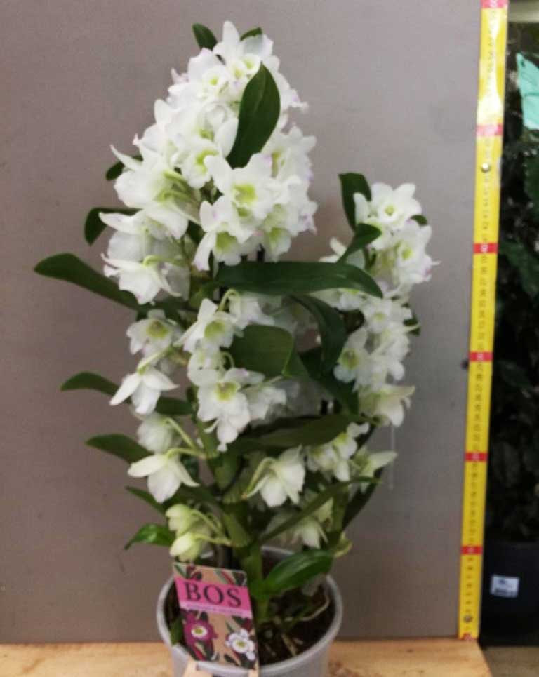 ORCHIDEA DENDROBIUM BIANCA IN VASO 15CM