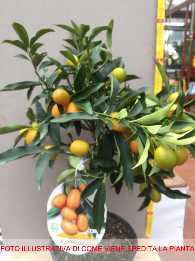 KUMQUAT MANDARINO CINESE IN VASO 20CM