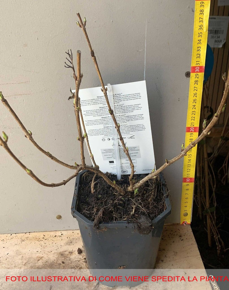 WEIGELIA SUMMER PEACH VASO 19CM