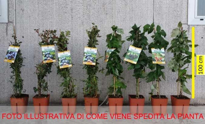 MIRTILLO SIBERIANO VASO 5 LITRI