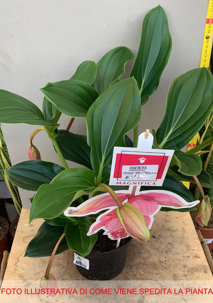 MEDINILLA MAGNIFICA VASO 17CM