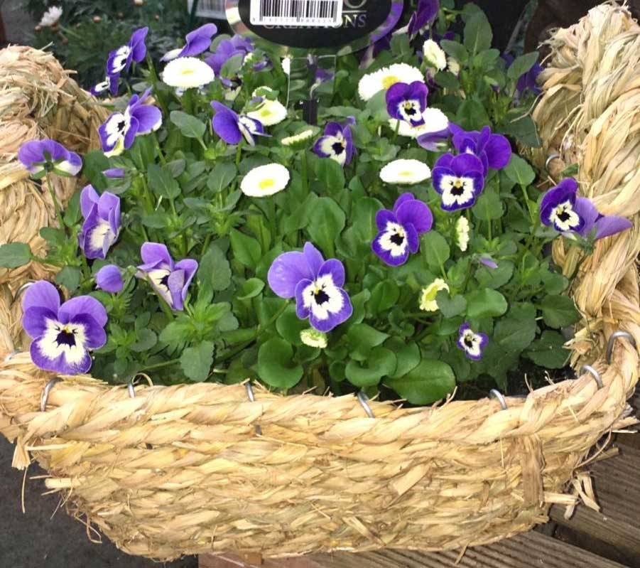 CESTINO REGALO CON VIOLE DEL PENSIERO + BELLIS 25CM