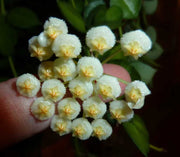 HOYA KROHNIANA FIORE DI CERA IN VASO 10CM