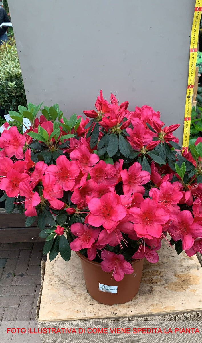 AZALEA JAPONICA RUSTICA KERMESINA VASO 24CM