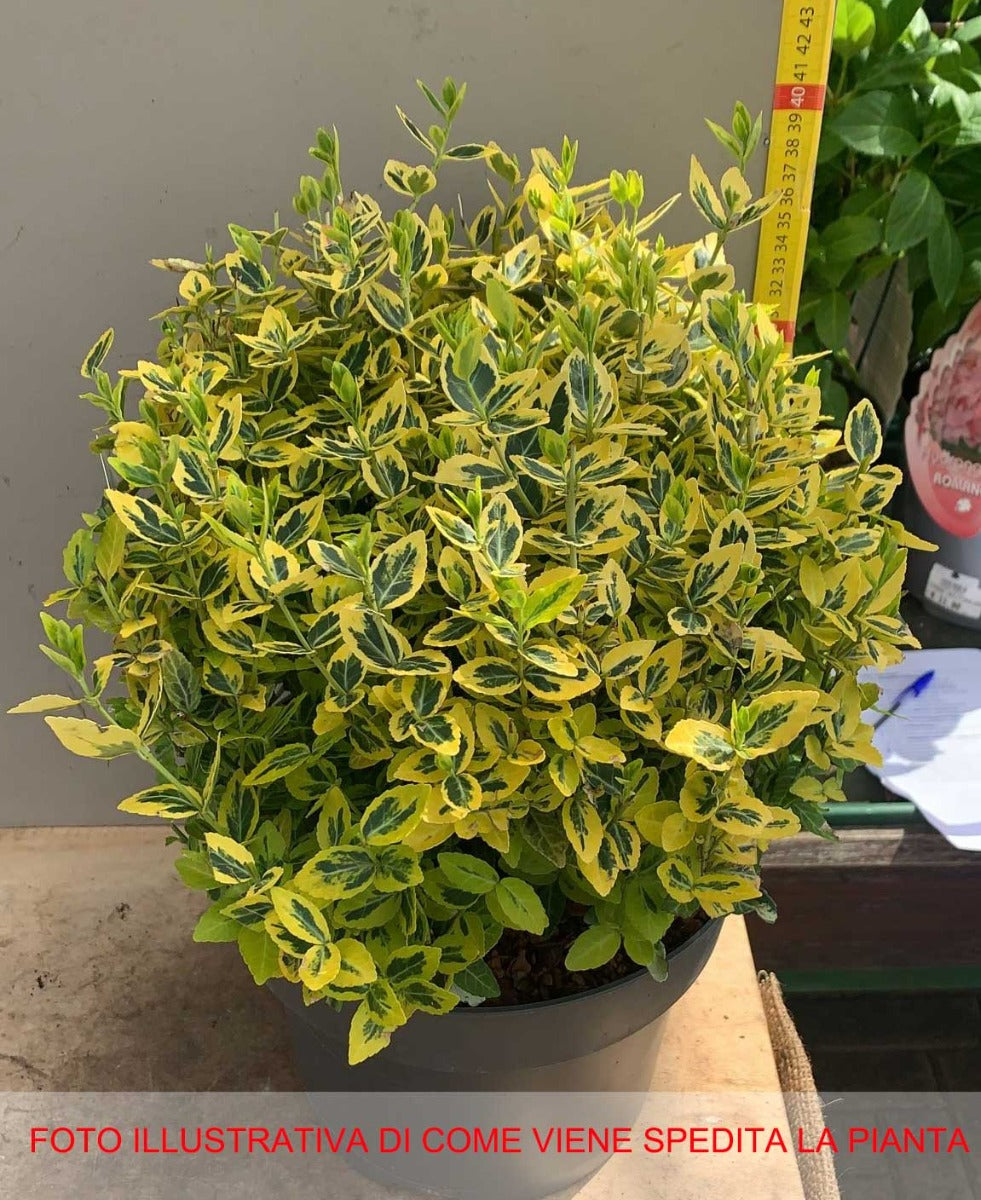 EUONYMUS FORTUNEI EMERALD 'N' GOLD' VASO 23CM