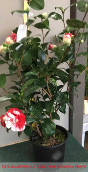 CAMELIA JAPONICA COLETTI VASO 17CM