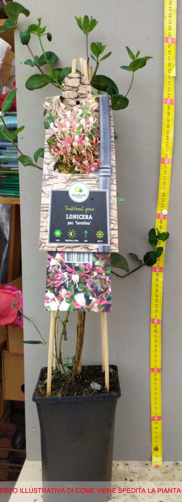 LONICERA CAPRIFOGLIO PERICLYMENUM SEROTINA VASO 17CM