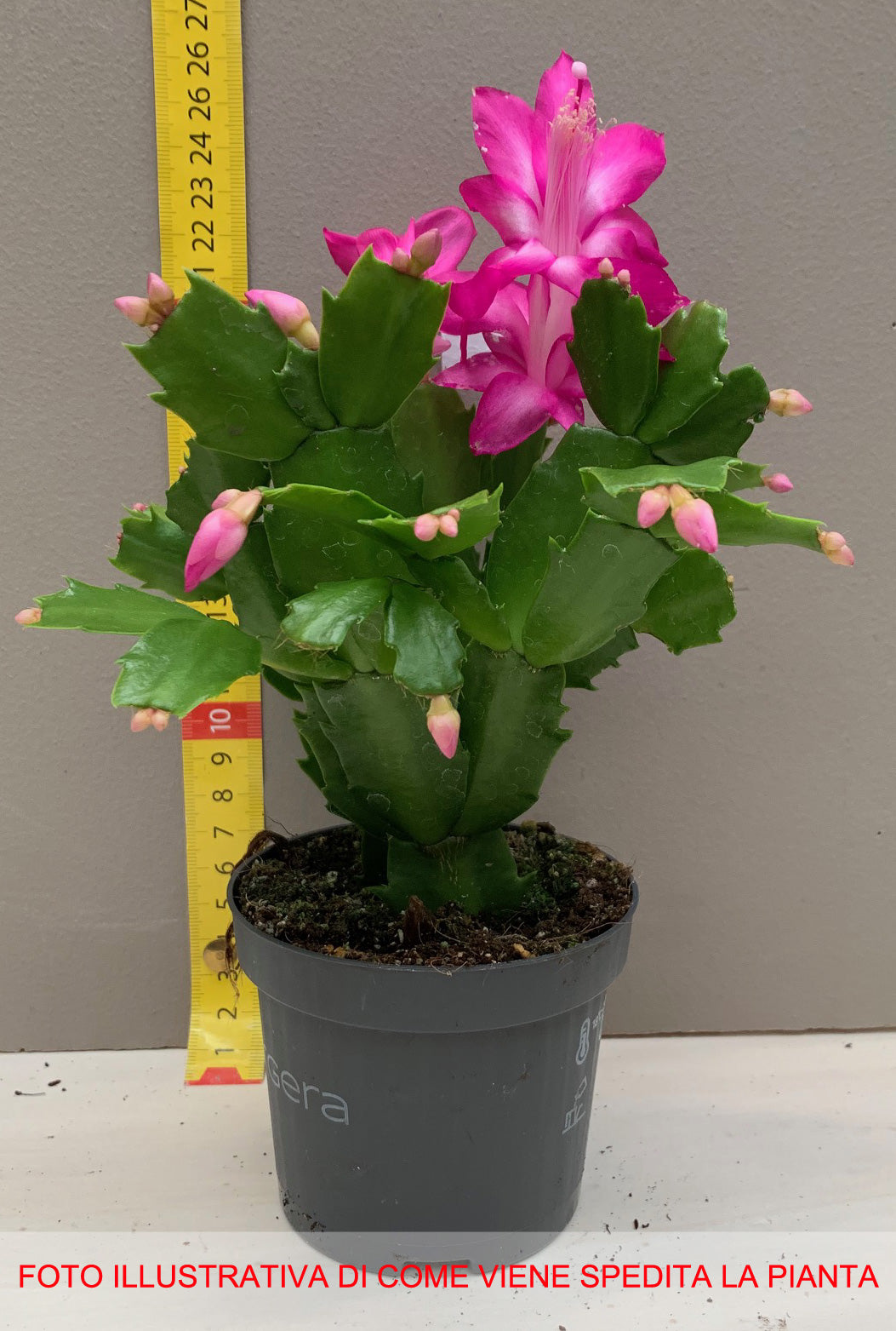 SCHLUMBERGERA CACTUS DI NATALE IN VASO 9CM COLORE A SCELTA