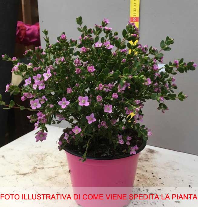 BORONIA CRENULATA IN VASO 14CM