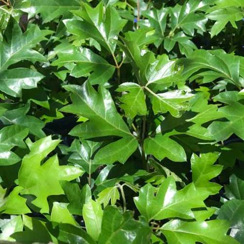 CISSUS ELLEN DANICA VASO 19CM