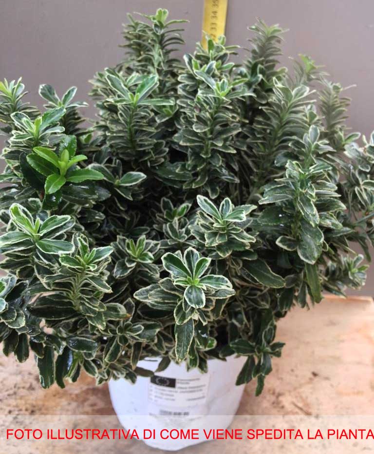 EUONYMUS JAPONICUS PULCHELLUS ARGENTEA VASO 17CM