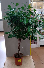 BONSAI FICUS MICROCARPA NITIDA INTRECCIATO VASO 17CM