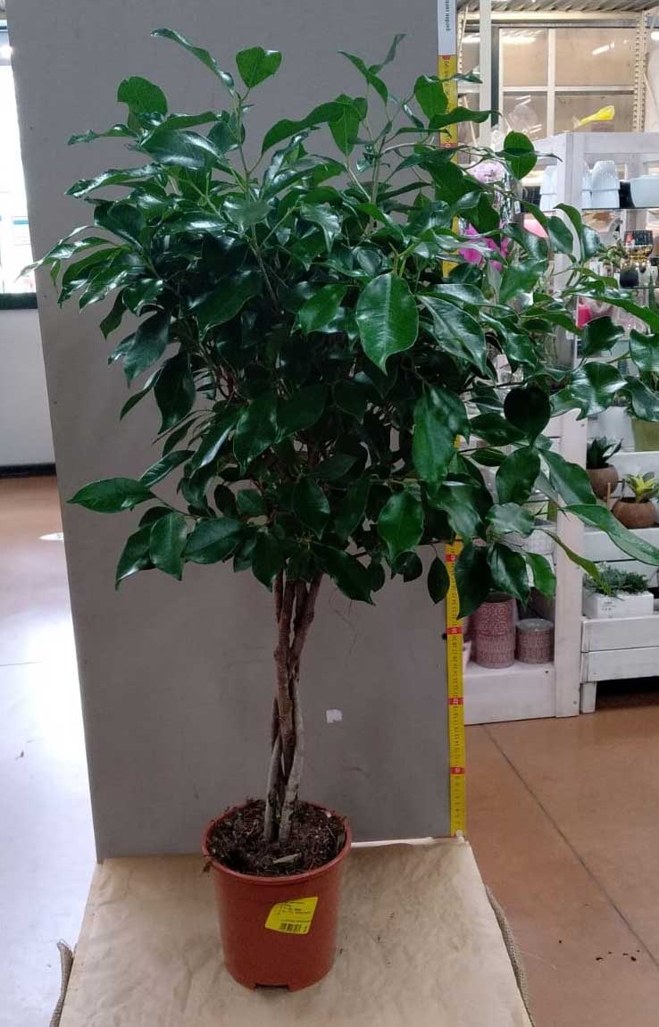 BONSAI FICUS MICROCARPA NITIDA INTRECCIATO VASO 17CM