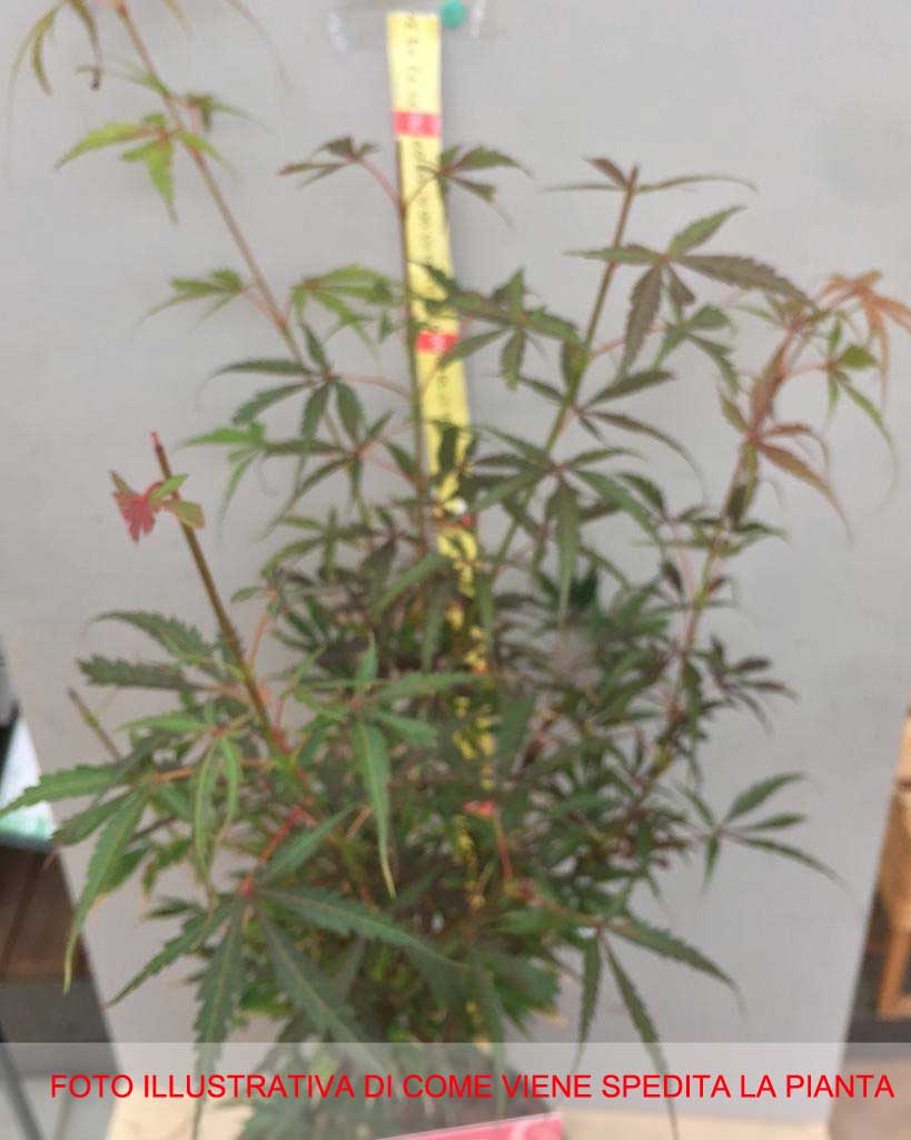 ACERO PALMATUM JERRE SCHWARTZ VASO 19CM