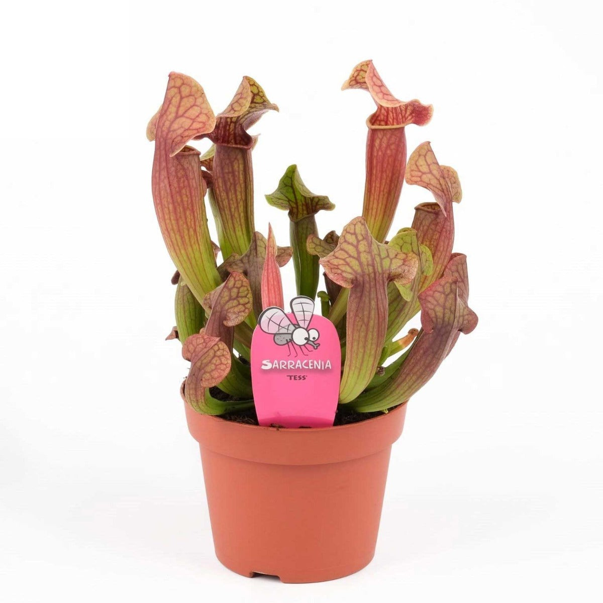 SARRACENIA VASO 9CM