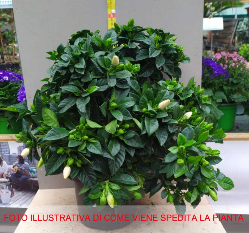 GARDENIA VASO 19CM