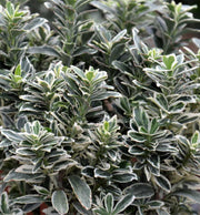 EUONYMUS JAPONICUS PULCHELLUS ARGENTEA VASO 17CM
