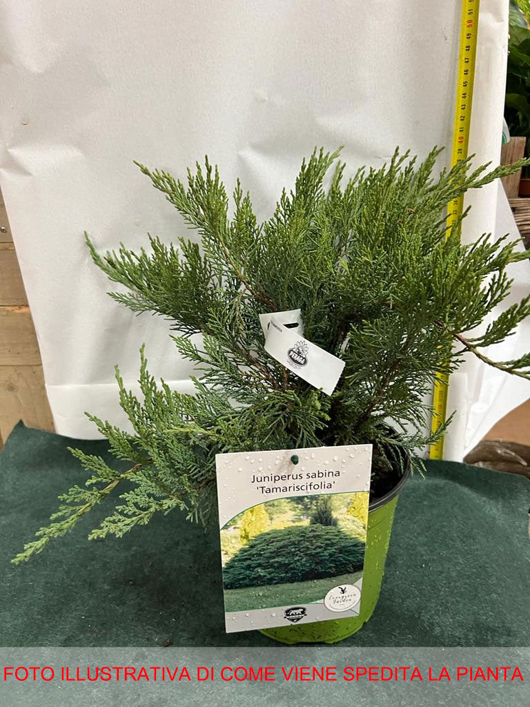 JUNIPERUS GINEPRO SABINA TAMARISCI FOLIA N VASO 18CM