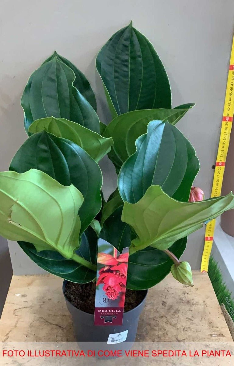 MEDINILLA FLAMENCO VASO 17CM